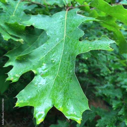 Green Leaf Blurred Wallpaper Concept