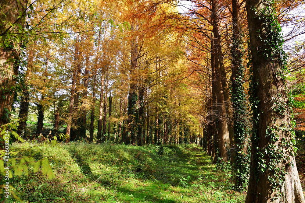 Naklejka premium メタセの杜