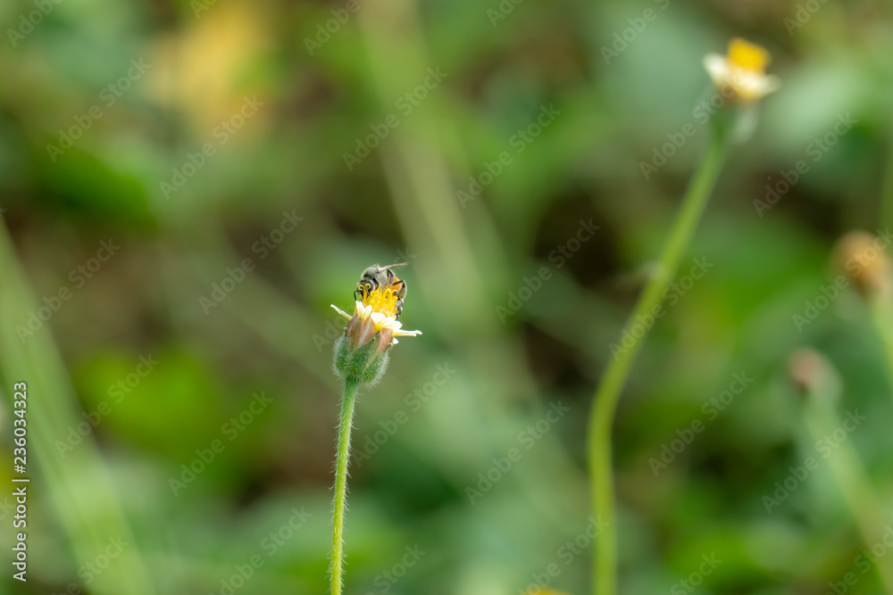 Bee to a flower. Bee to a flower.