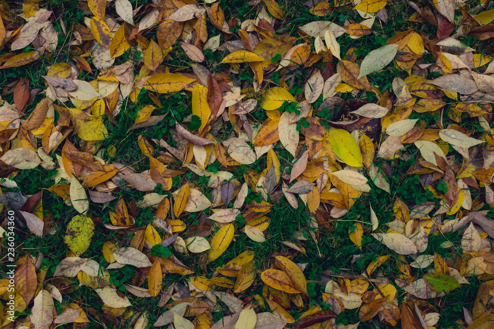 colorful autumn leaves on grass background