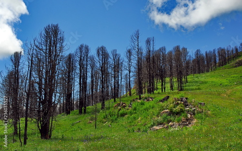 Pictures of summer Altai (Russia).