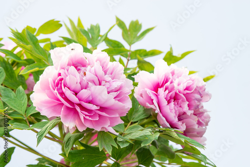 Fototapeta Naklejka Na Ścianę i Meble -   Rich peony in spring