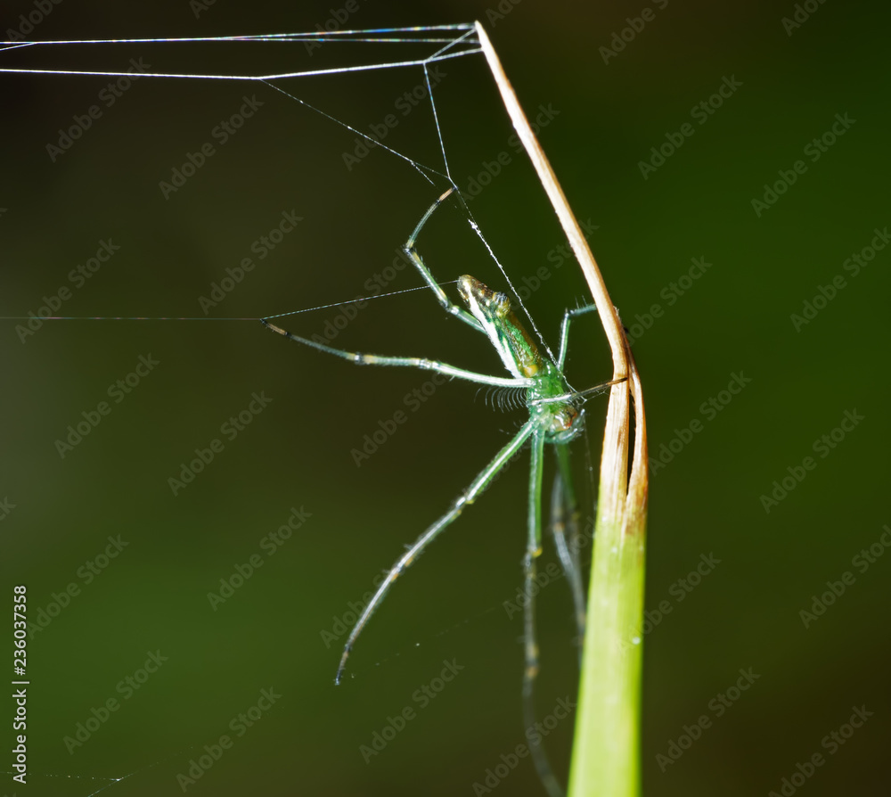 Close up Green Spider Camouflage on the Grass, Selective Focus at The Bottom Close up Green Spider Camouflage on the Grass, Selective Focus at The Bottom