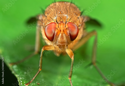 Macro Photo of Head of Little Orange fly on Green Leaf