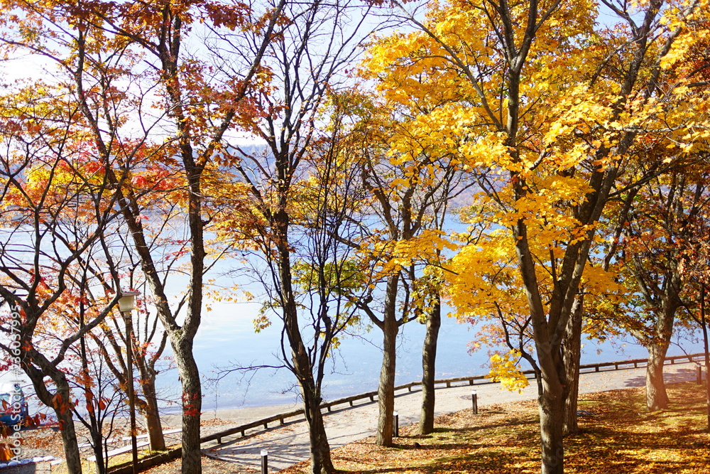 Naklejka premium 紅葉した木々と十和田湖