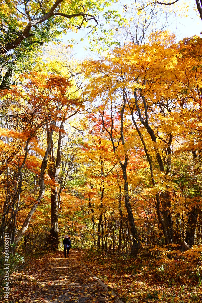 Fototapeta premium 紅葉の小路
