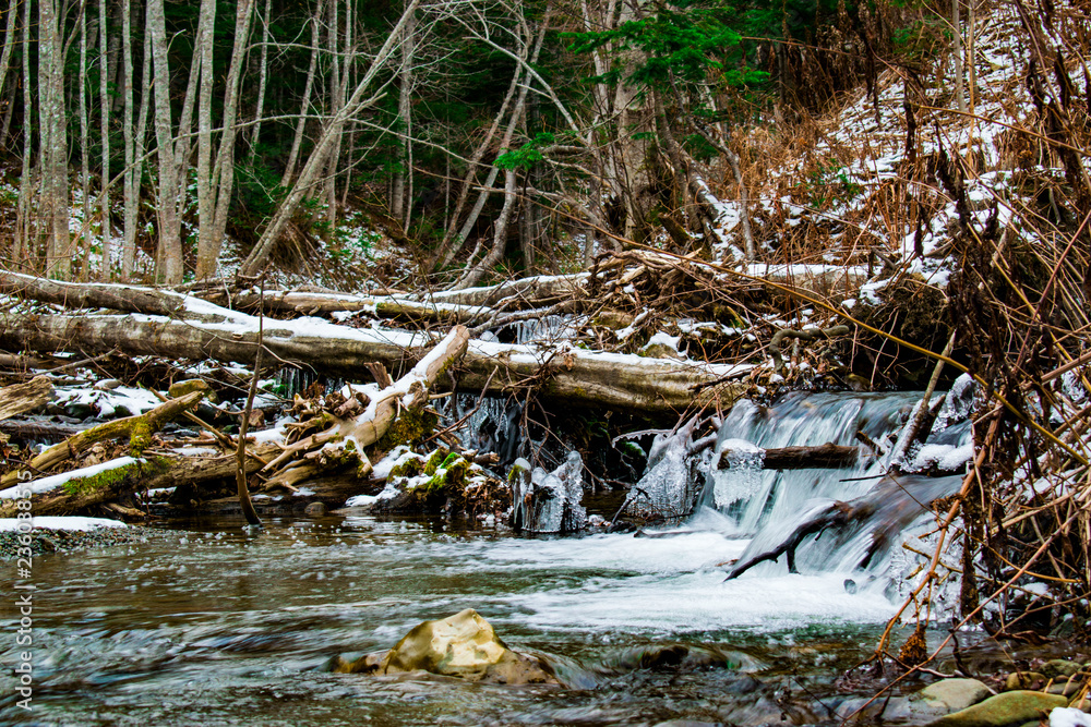 stream in forest stream in forest