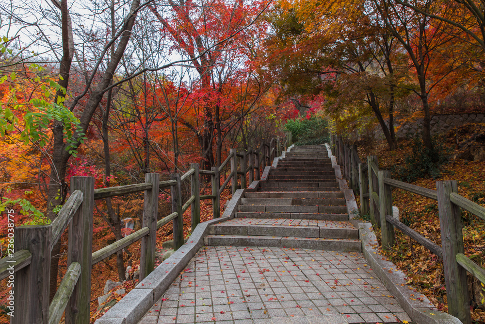 Fototapeta road in Namsan Park in Seoul surrounded by red and yellow autumn trees