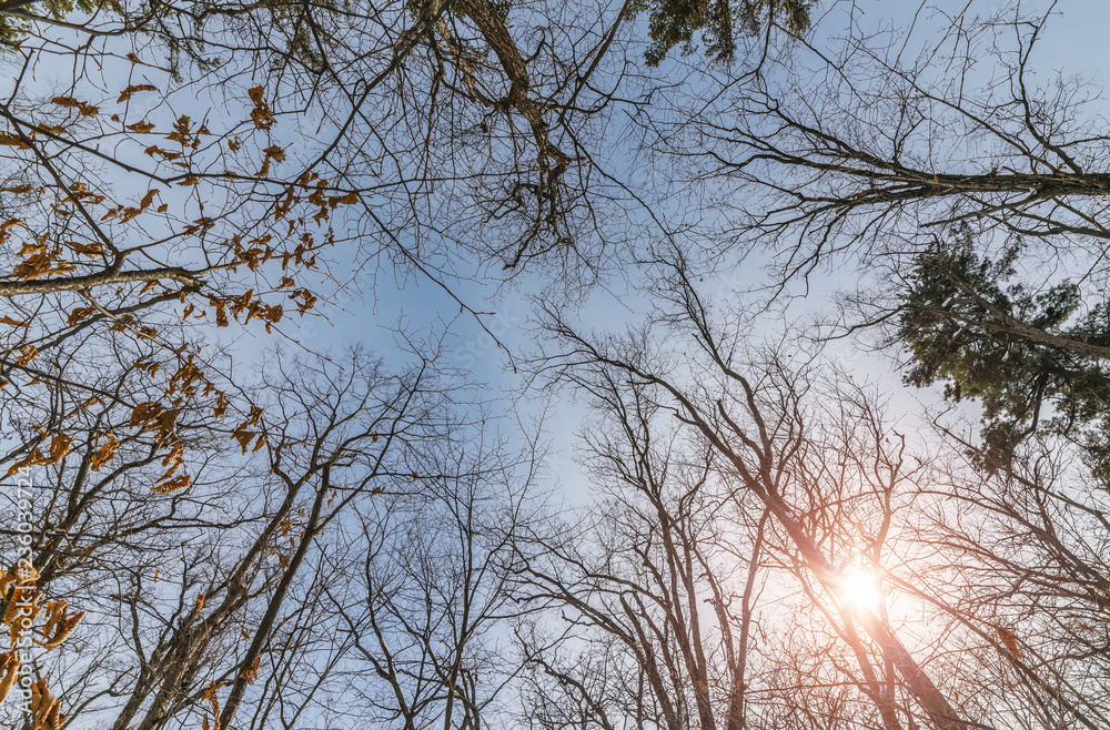 Tree branch silhouette over blue sky background. Tree branch silhouette over blue sky background.