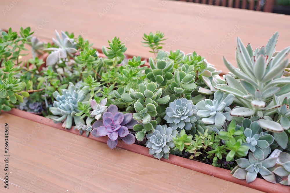 おしゃれな多肉植物の寄せ植え Stock Photo Adobe Stock