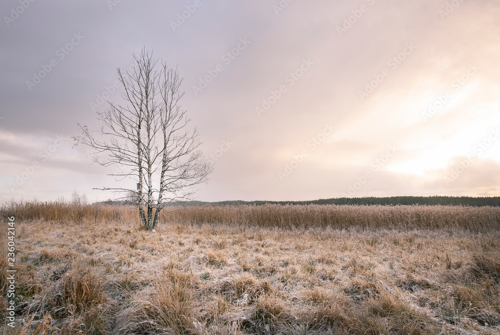 First snow has fallen out on autumn field First snow has fallen out on autumn field