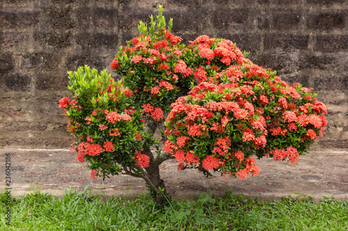 Fototapeta Naklejka Na Ścianę i Meble -  Red ixora flower in the garden