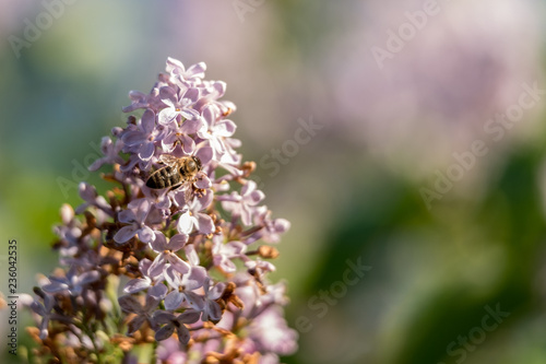 Bee sitting on lilac flowers close up