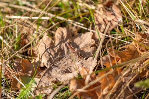 Dragonfly sitting on a dried leaf of oak