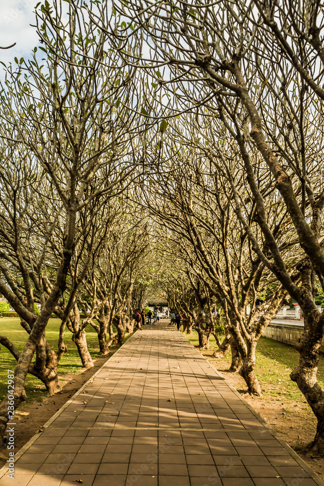 Plumeria trees tunnel at Nan province, Thailand