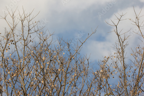 Brown dry leaf and flower of Burma padauk photo