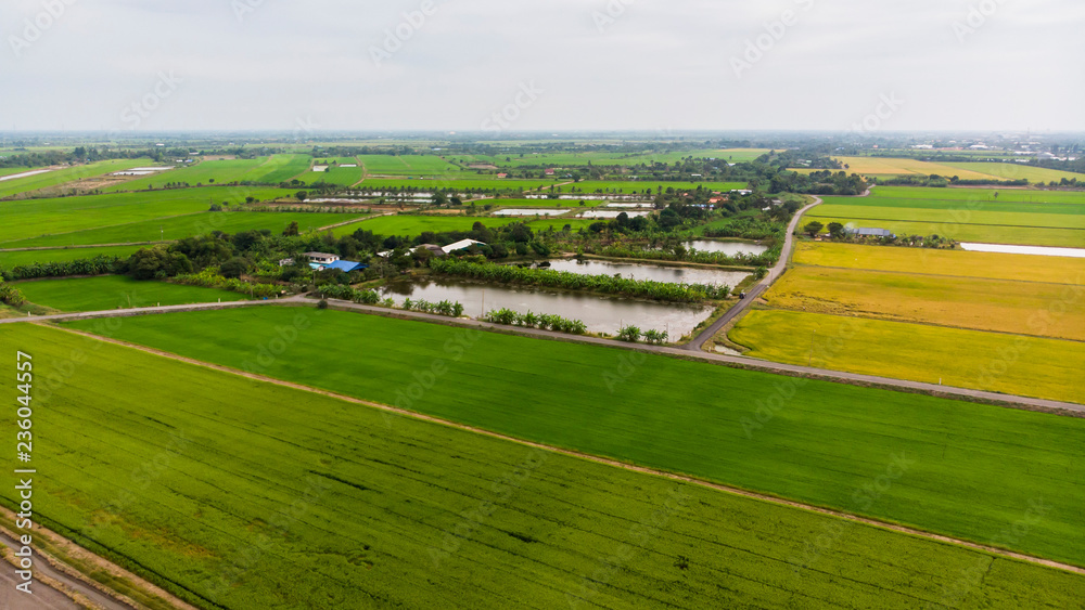 Aerial view of colorful in the rice field Agriculture background