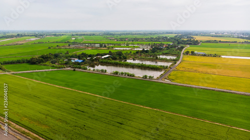 Aerial view of colorful in the rice field Agriculture background © khamkula