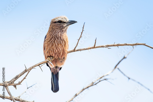 Purple Roller photo