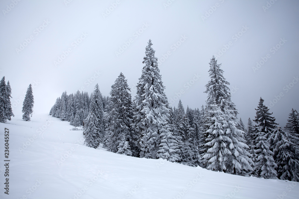 Snowy fir trees