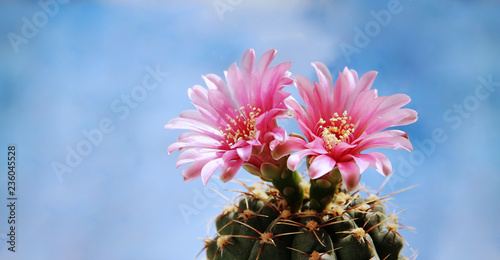 Flowers of a cactus against the blue sky