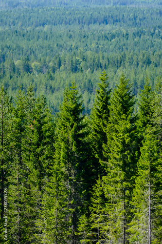 pine forest, in Sweden Scandinavia North Europe
