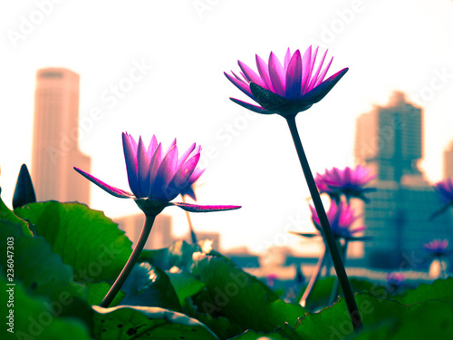 Waterlilies with skyscrapers in background