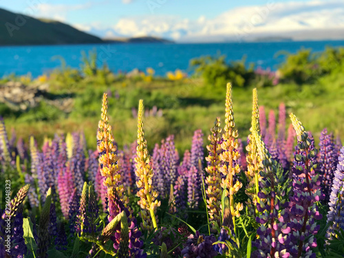 Beautiful lupin flowers in lake Tekapo pink purple white yellow blue color with turquoise blue water and mountain with snowy cap in New Zealand in spring time blur background wallpaper
