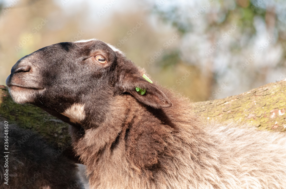 Fototapeta premium A herd of Haether Sheep grazing at the Drenthse AA area, near the Town of Zeegse, at the moorlands, in the North of the Netherlands. Image from a fall afternoon in 2018.