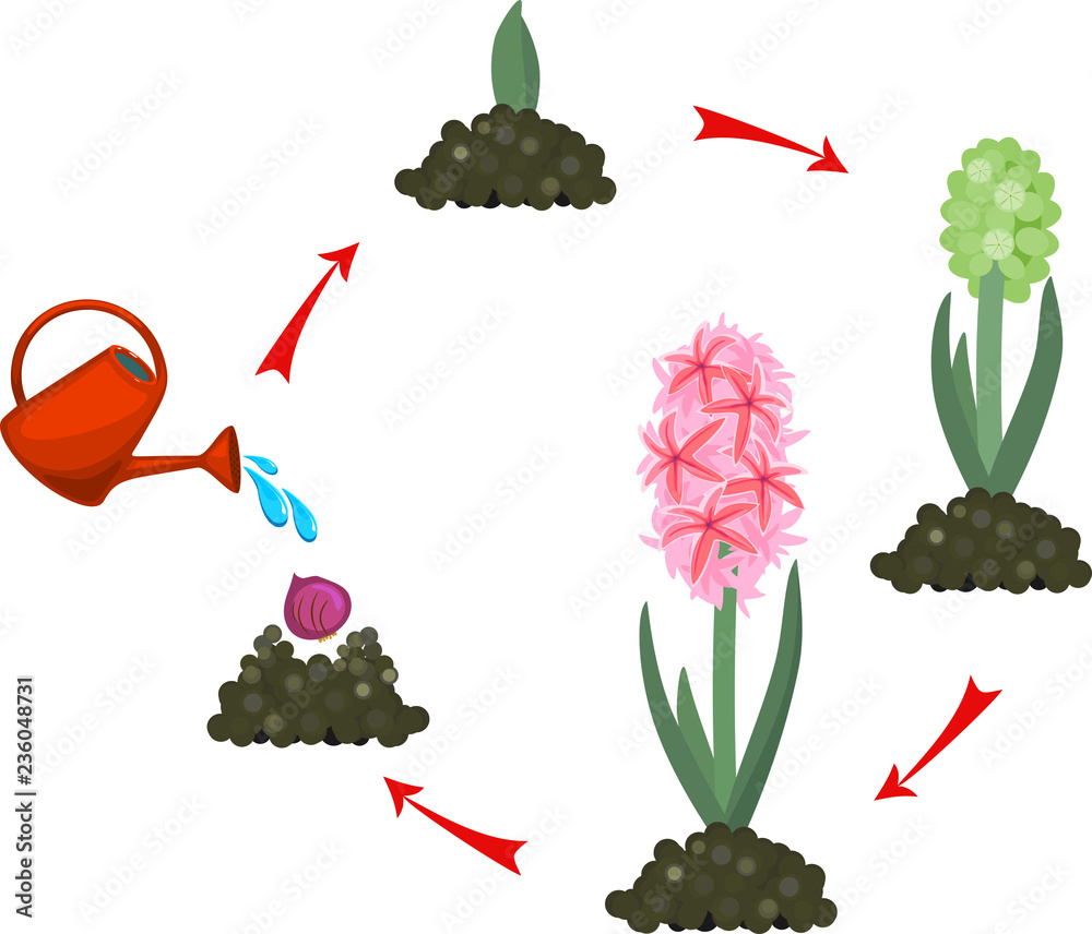 Hyacinth growth stage. Life cycle of garden hyacinth. Planting and