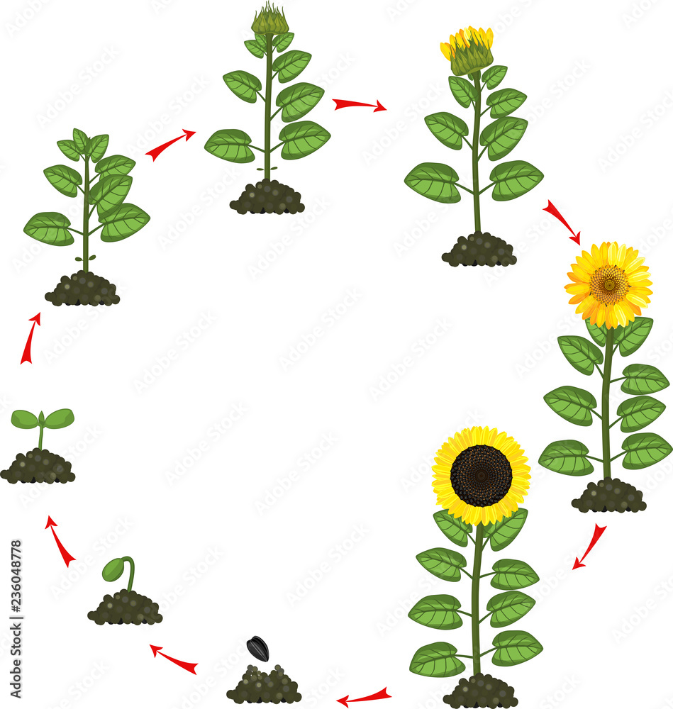 Sunflower life cycle. Growth stages from seeding to flowering and  fruit-bearing plant Stock Vector | Adobe Stock