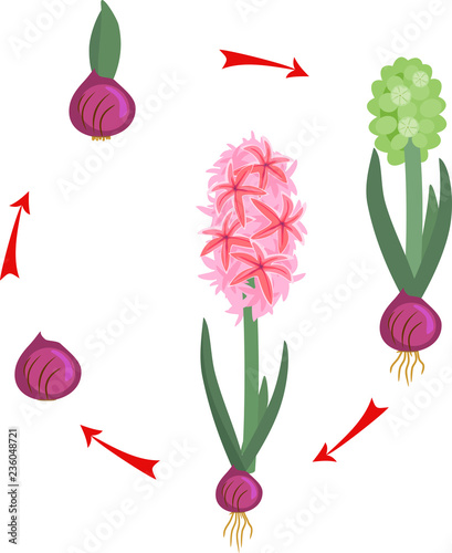 Hyacinth growth stage. Life cycle of garden hyacinth