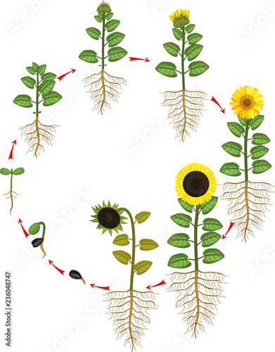 Sunflower life cycle. Growth stages from seed to flowering and fruit-bearing plant with root system