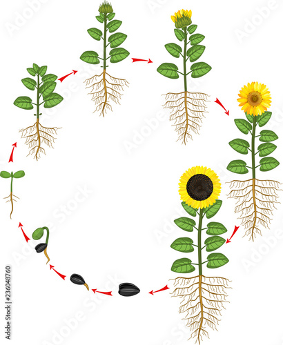 Fototapeta Naklejka Na Ścianę i Meble -  Sunflower life cycle. Growth stages from seed to flowering and fruit-bearing plant with root system