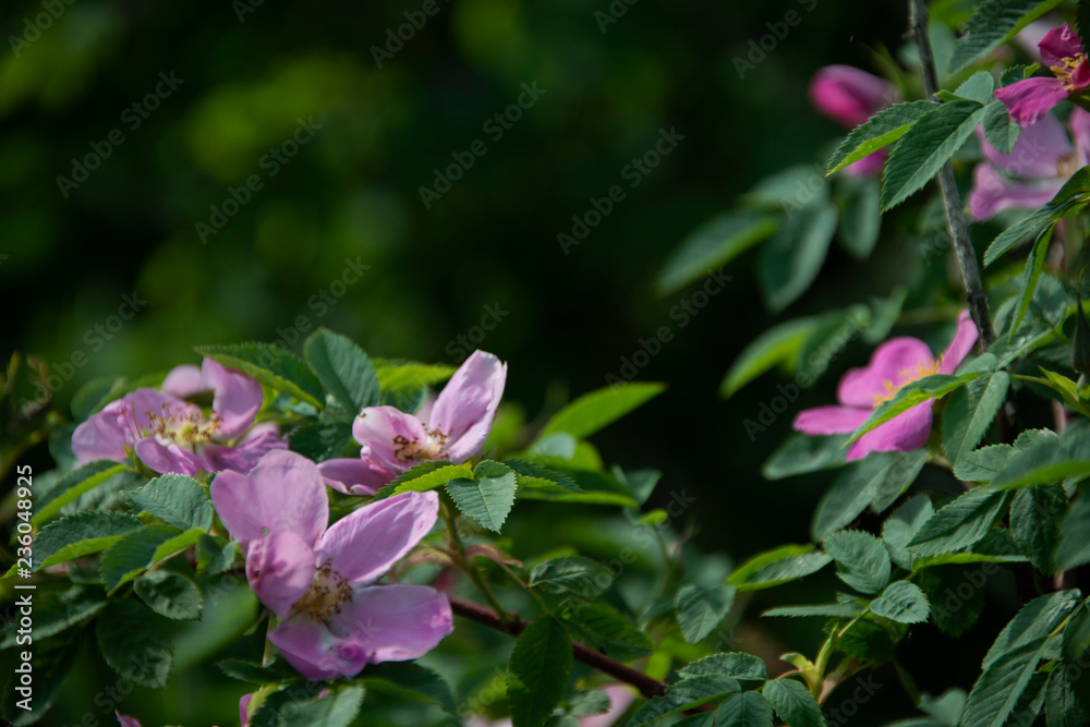 FLOWERS -  dogrose on green background