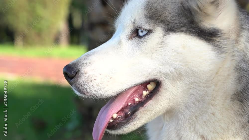 Siberian husky dog with blue eyes sits and looks aside, outdoors in the nature on a sunny day, close up Siberian husky dog with blue eyes sits and looks aside, outdoors in the nature on a sunny day, close up
