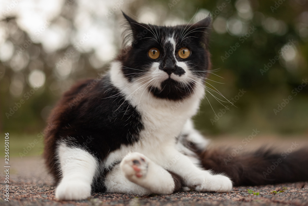 Startled black and white kitten with blurred outdoor background Startled black and white kitten with blurred outdoor background