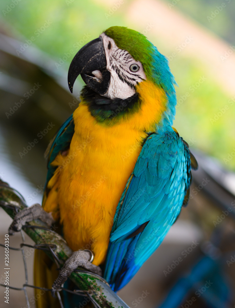 colorful portrait of a blue and yellow macaw