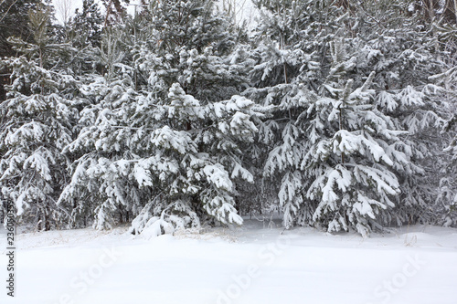 Pines in a snowy glade in winter, Siberia, Russia