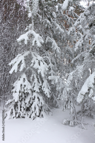 Pines in a snowy glade in winter, Siberia, Russia