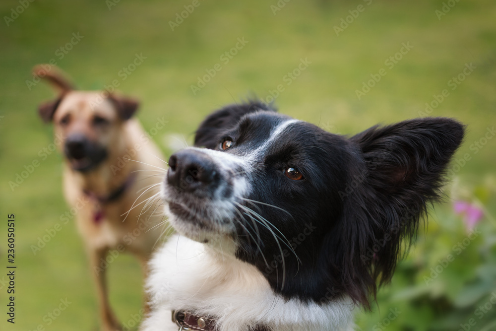Border collie and Labrador cross-breed in a garden hopeful for a game of fetch. Border collie and Labrador cross-breed in a garden hopeful for a game of fetch.