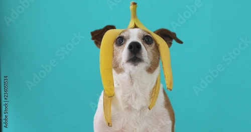 Funny Jack Russell Terrier dog with banana peel on head looking up on blue background