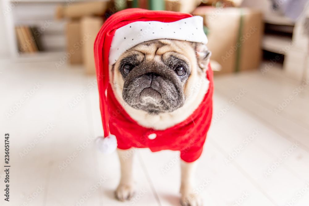 pug in santa costume sitting under christmas tree with gifts