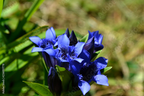 blue flower