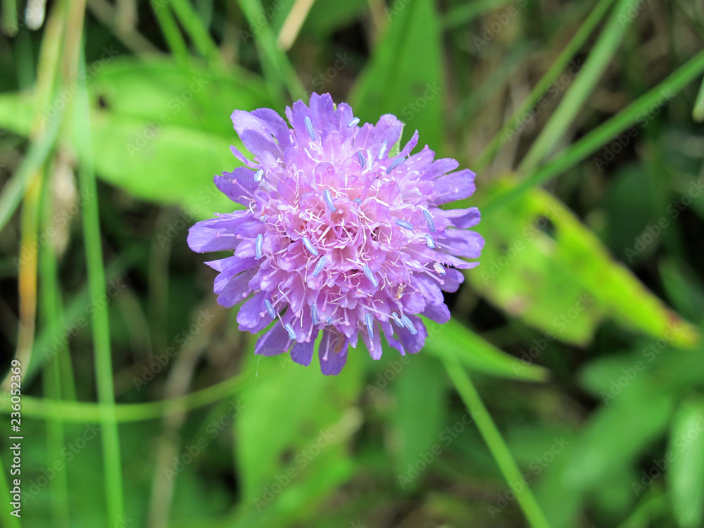 Witwenblume (Knautia arvensis), Blüte, Nahaufnahme Witwenblume (Knautia arvensis), Blüte, Nahaufnahme