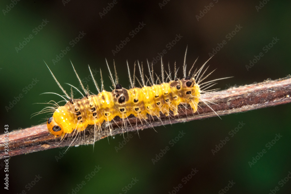 wildlife marco photography-yellow caterpillars