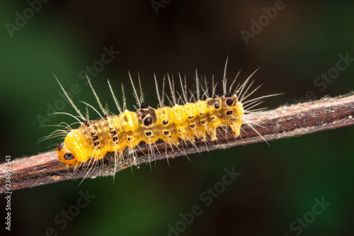 wildlife marco photography-yellow caterpillars © Lee