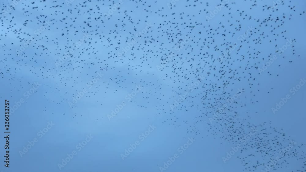 Flock of starlings dance in the winter sky, forming abstract shapes. Footage in 4k Flock of starlings dance in the winter sky, forming abstract shapes. Footage in 4k