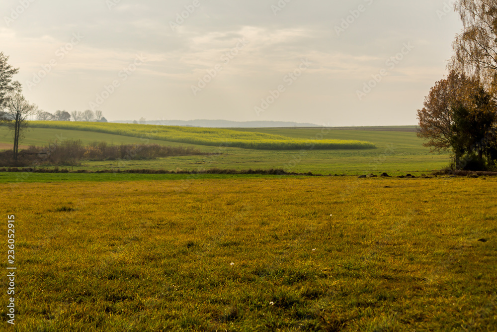 Obraz premium Late autumn. Yellow-green mustard field. Trees in the foreground. Forest in the fog in the background.The site is about agriculture. Podlasie, Poland.