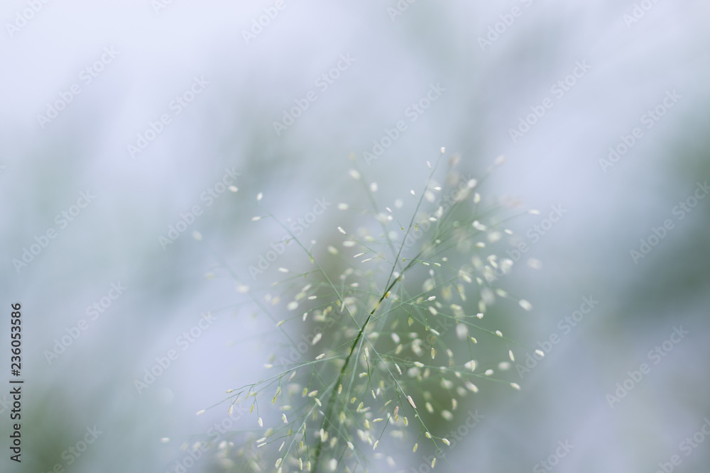 Naklejka premium little flower